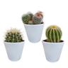 Bolcactus mix | 3 stuks - in witte pot
