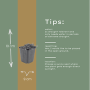 Thymus praecox &