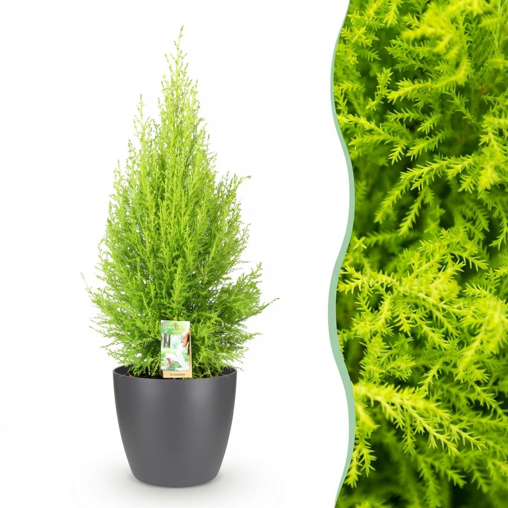 Cupressus Gold Crest Wilma, groene bladeren