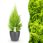 Cupressus Gold Crest Wilma, groene bladeren
