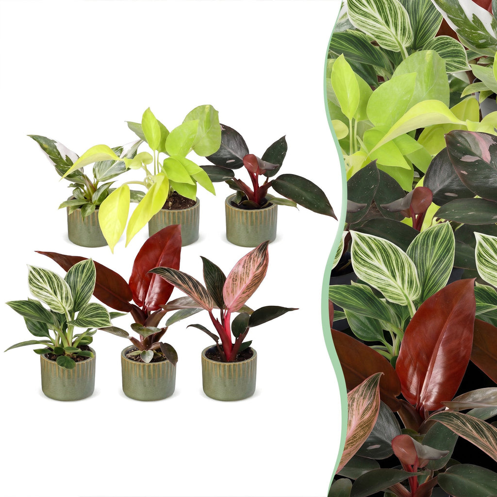 6x Baby Philodendron Family