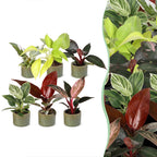 6x Baby Philodendron Family