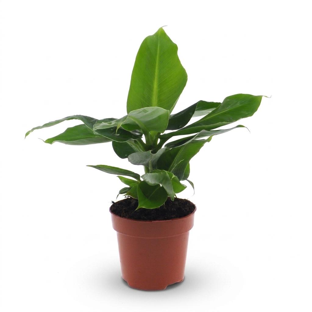 Musa Oriental Dwarf - Dwergbanaan, kenmerkend blad