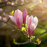 Magnolia Ricki