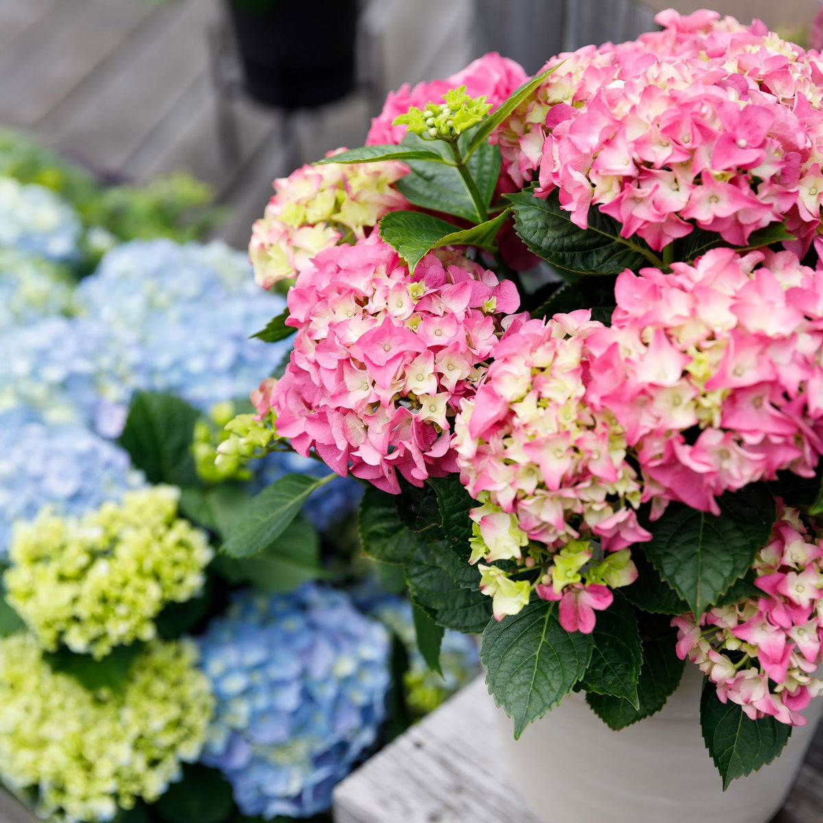 Hortensia Hydrangea Forever & Ever roze, plant in pot
