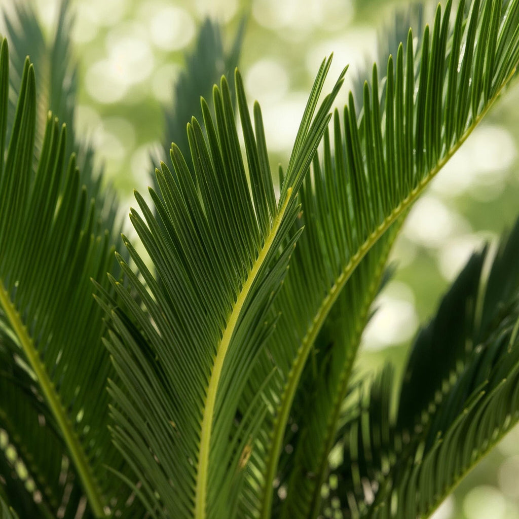 Cycas revoluta, 55-65 cm hoog, plant voor binnen