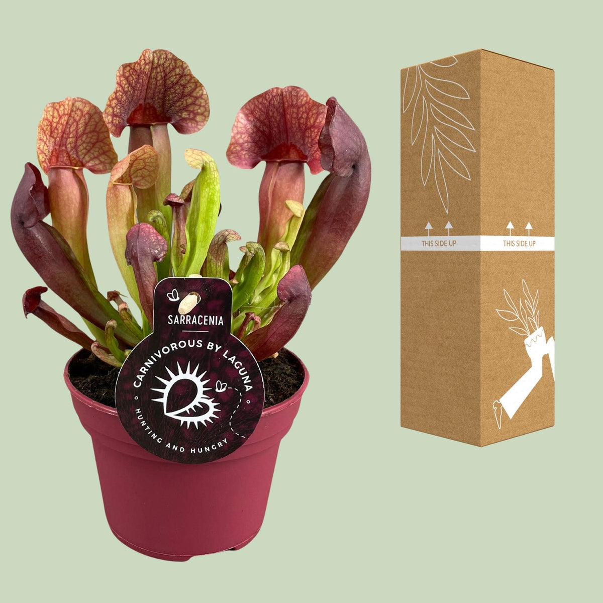 Detailfoto van Sarracenia Catesbaei