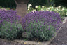 12x Lavandula ang. 'Dwarf Blue'