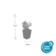 Aster (D) &