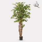 kunstplant - Ficus liana  - Vioolbladplant, plant in pot