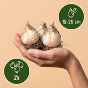 Sierui Allium &