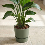 Elho Greenville ronde pot, mat leaf green, Ø20 cm, groene bladeren