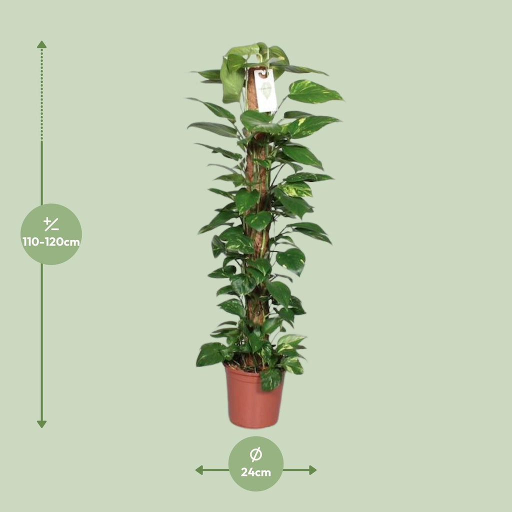 Detailfoto van Epipremnum Pinnatum Mosstok Scindapsus