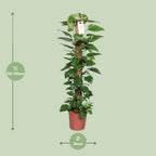 Detailfoto van Epipremnum Pinnatum Mosstok Scindapsus