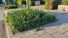 24x Euonymus fort. 'Coloratus'