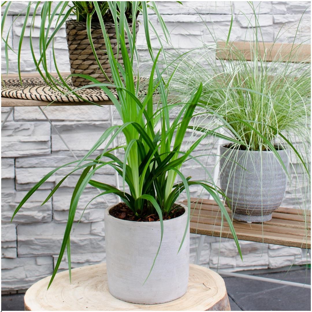 Carex morrowi 'Irish Green', detail van het blad