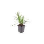 Liriope muscari 'Monroe White', detail van het blad