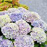 Hortensia Hydrangea Magical Jewel Blue