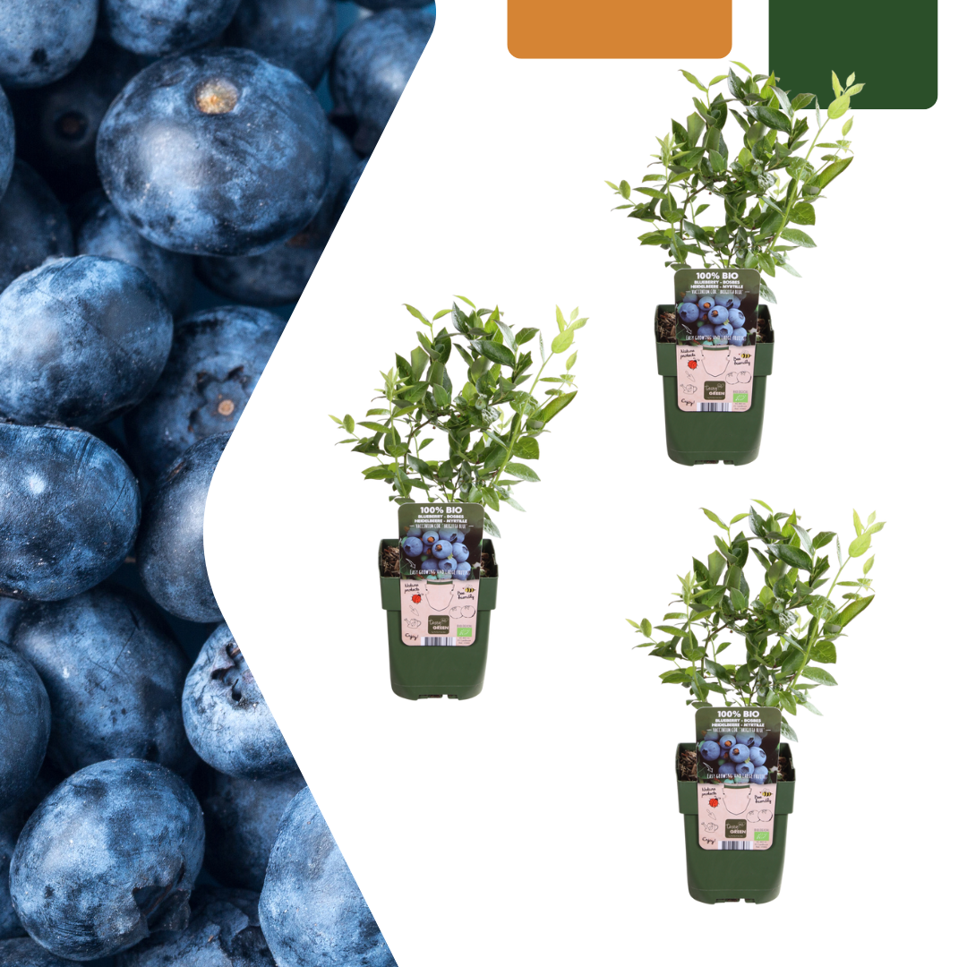 3 x Bosbessenplanten BIO, plant in pot
