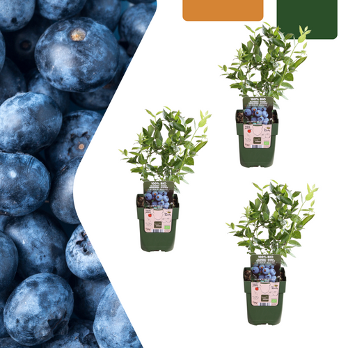 3 x Bosbessenplanten BIO, plant in pot
