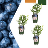 3 x Bosbessenplanten BIO
