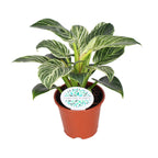 Productfoto van Philodendron Birkin