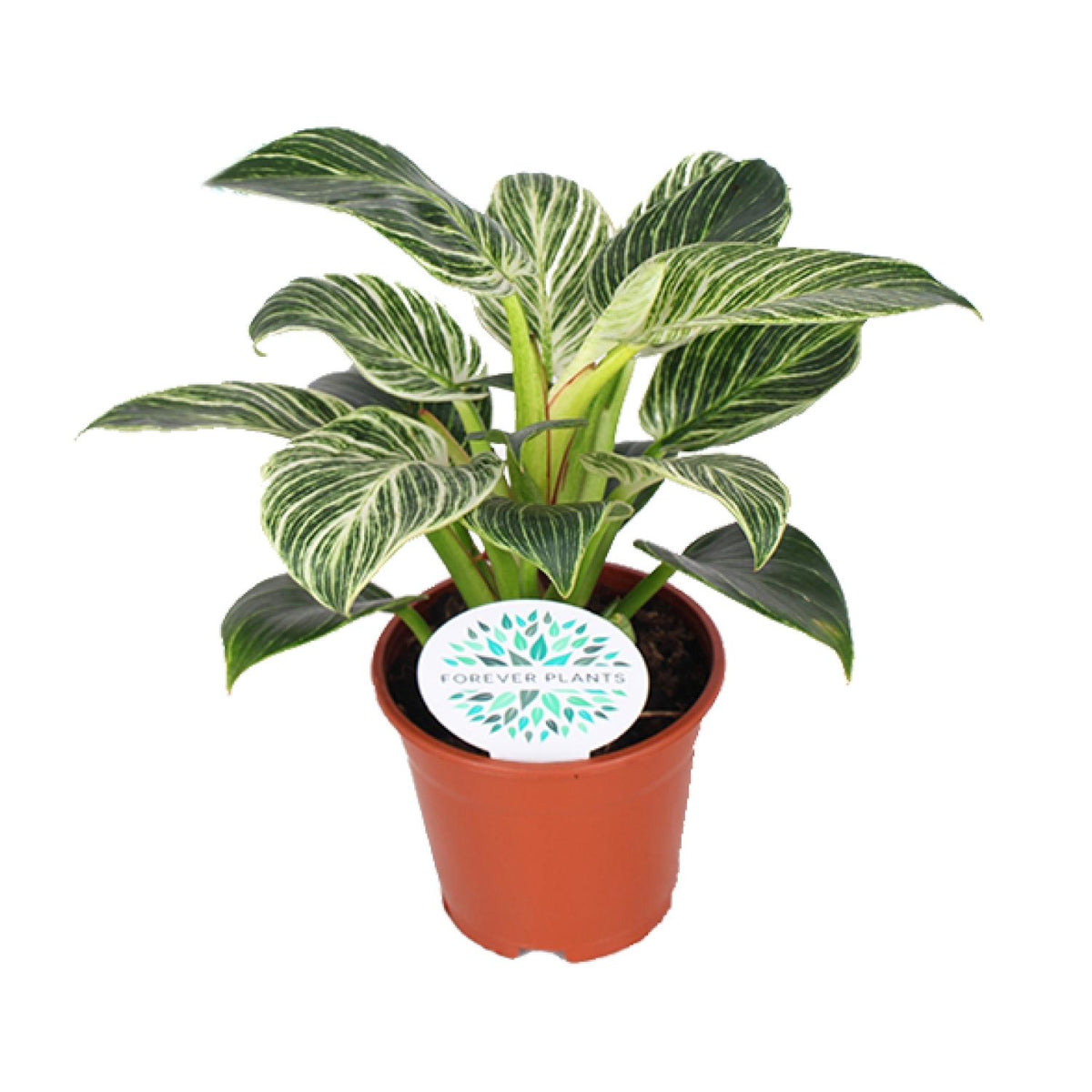 Productfoto van Philodendron Birkin