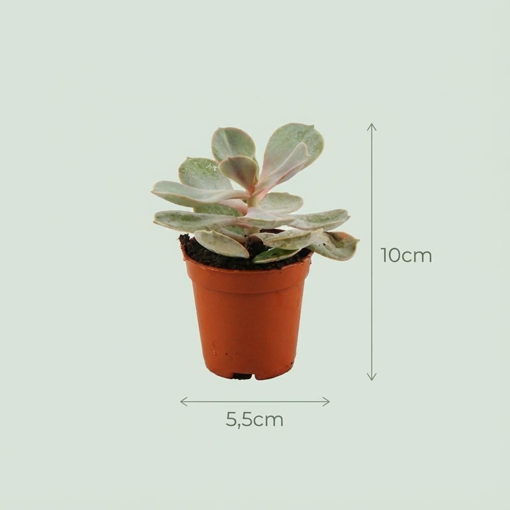 Mini Succulenten Mix - 3 Stuks - Ø, kenmerkend blad
