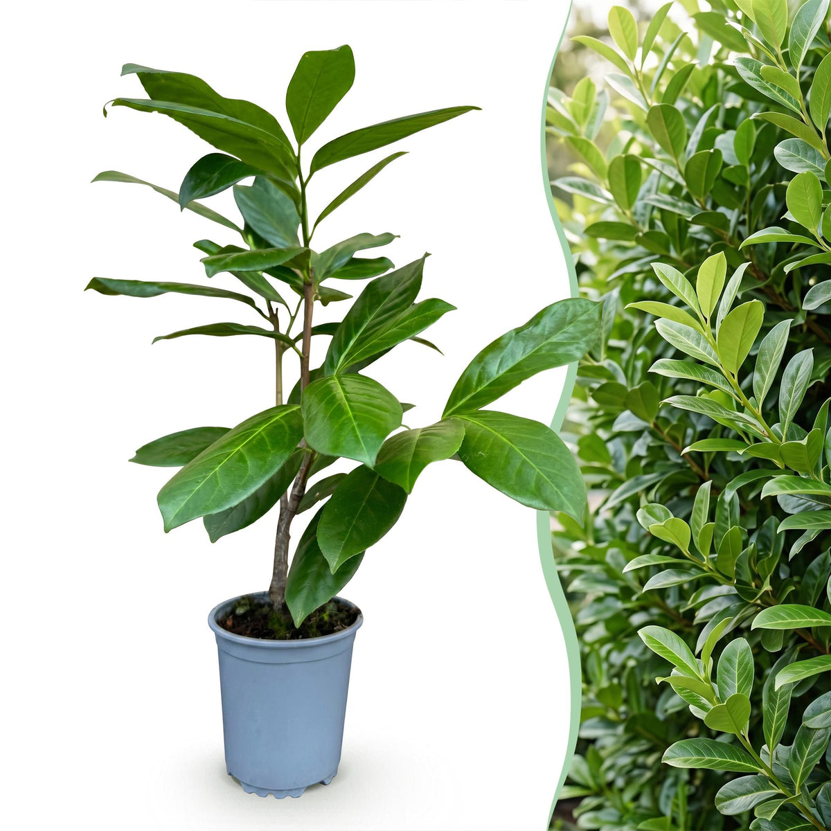 Prunus laurocerasus Rotundifolia, 30-35 cm hoog, kenmerkend blad