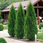 Thuja occidentalis Smaragd, 30-35 cm hoog, kenmerkend blad