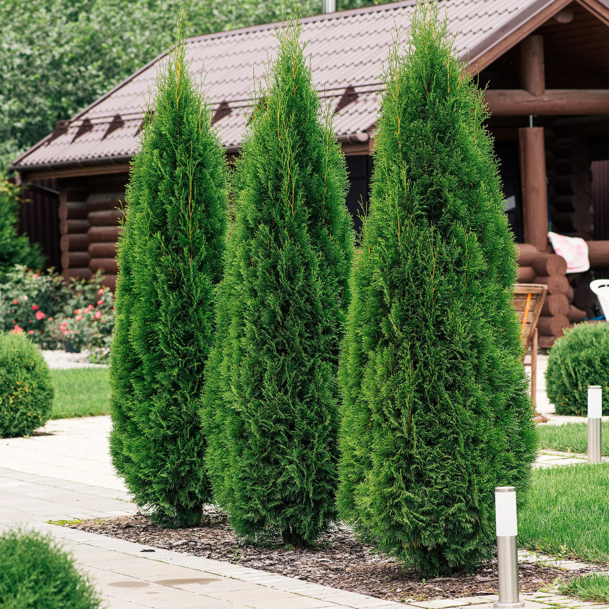 Thuja occidentalis Smaragd, 30-35 cm hoog, kenmerkend blad