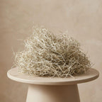 Tillandsia usneoides gedroogd, Spaans mos 1L voor decoratie, plant in pot
