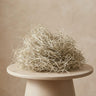 Tillandsia usneoides gedroogd, Spaans mos 1L voor decoratie