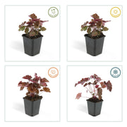 Heuchera mic. &