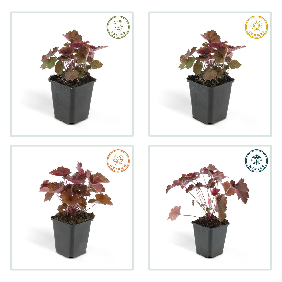 Heuchera mic. 'Palace Purple', groeiwijze van de plant