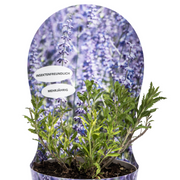 Perovskia Atriplicifolia mit Potcover