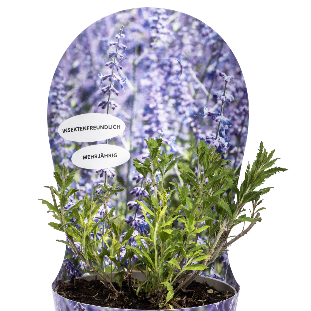 Productafbeelding van Pureplant
