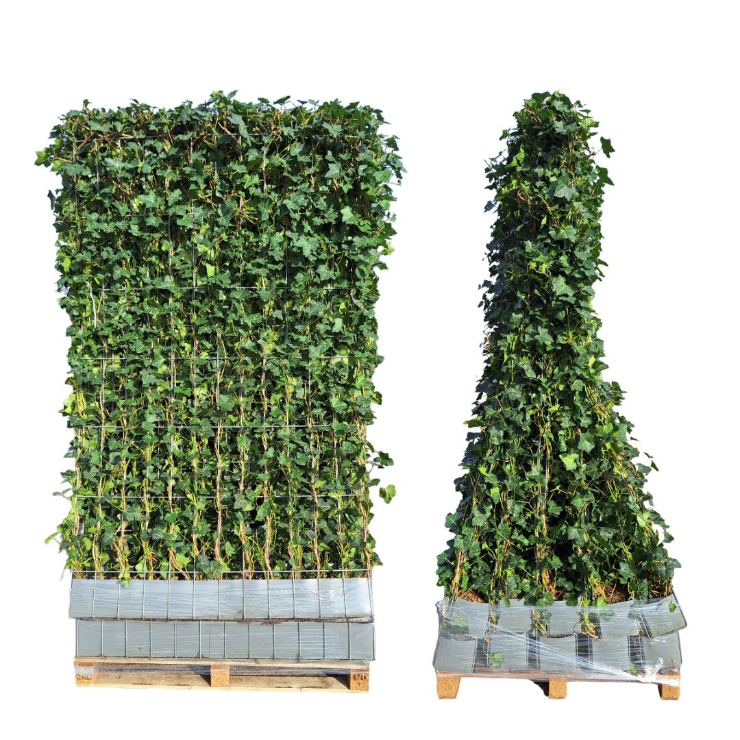 Klimophaag Hedera hibernica kant-en-klaar, B120 x H150 cm, groene bladeren