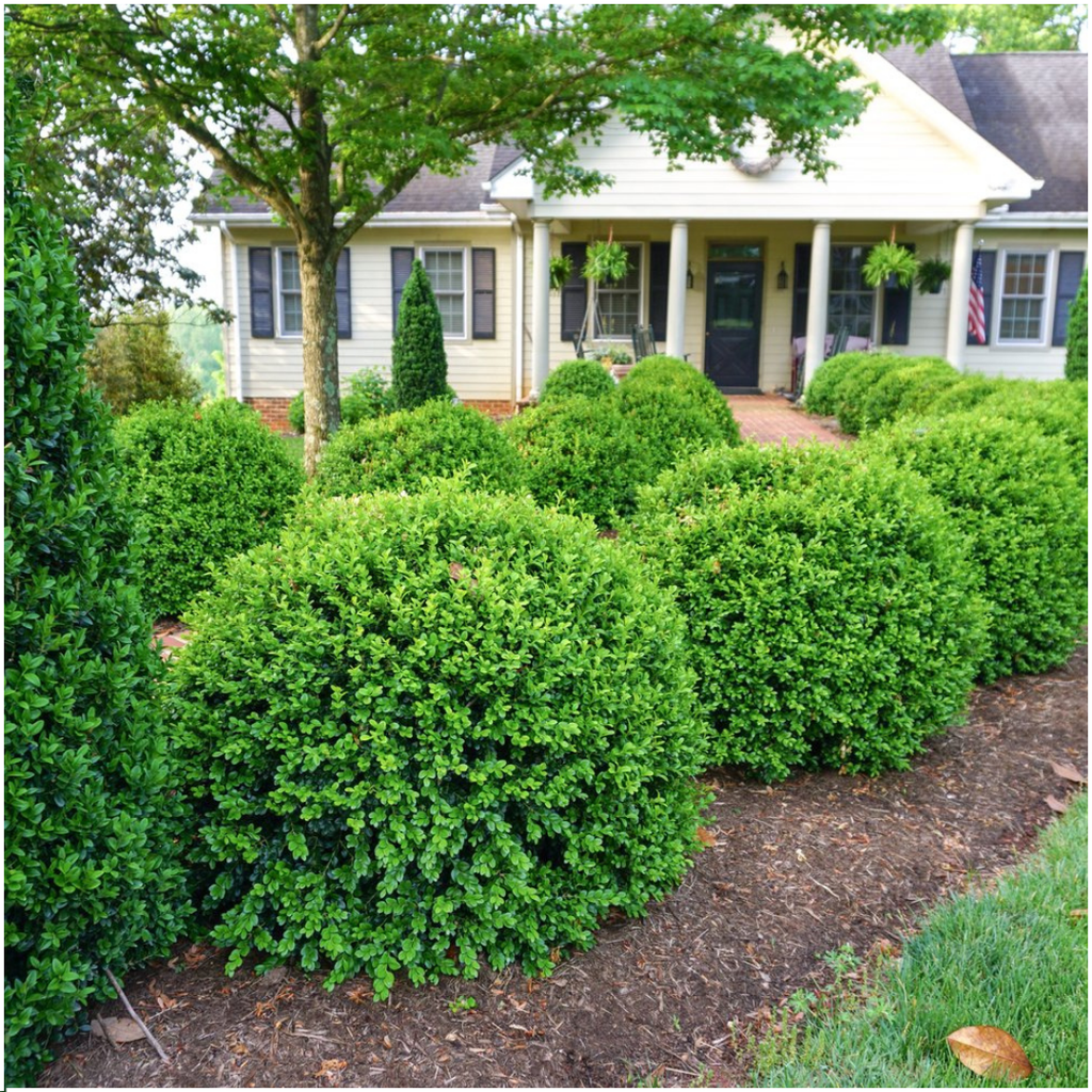 Buxus NewGen Freedom, groenblijvend, 2 sets van 6, 12 stuks, plant in pot