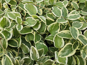 60x Vinca major &