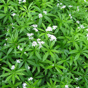 Galium odoratum
