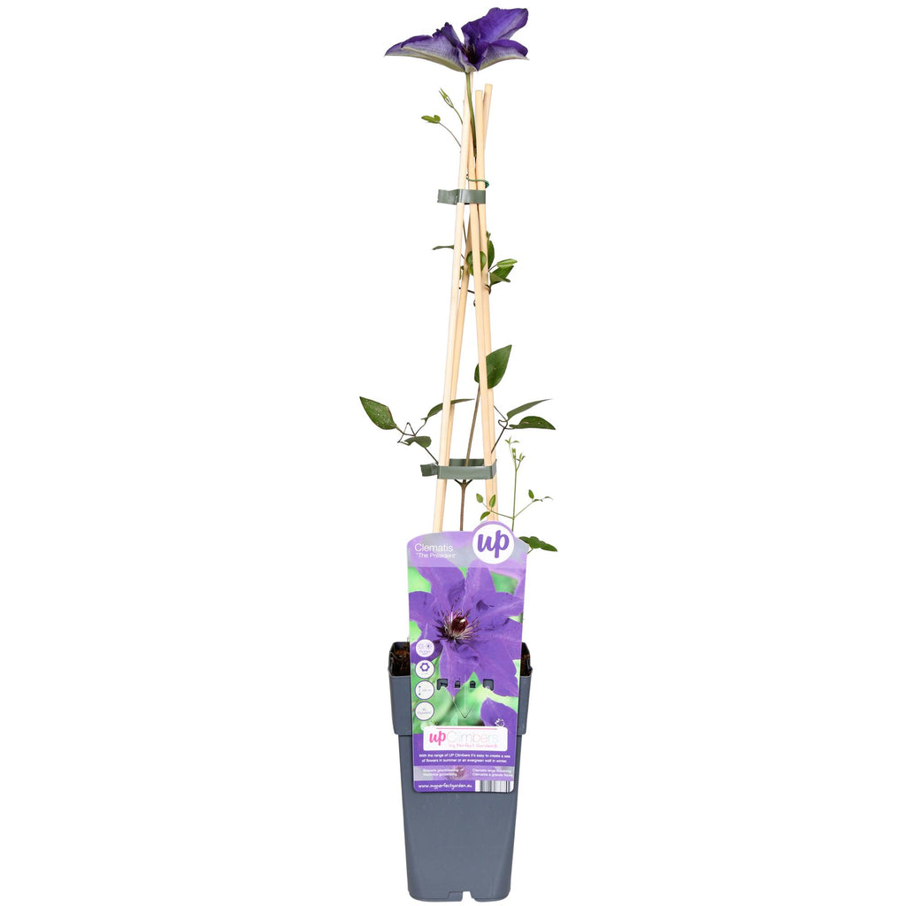 Detailfoto van Clematis The President - Clematis Paars