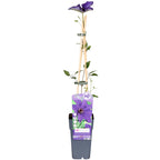 Detailfoto van Clematis The President - Clematis Paars
