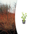 Cornus sang. 'Midwinter Fire', 15 cm hoog, groene bladeren
