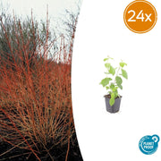 24x Cornus sang. &