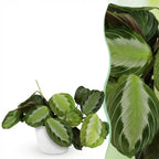 Maranta Fascinator Silverband met witte pot, gezonde plant