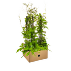 4x Cobea Scandens Violet Blue, groeiwijze van de plant