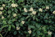 24x Pachysandra term. &