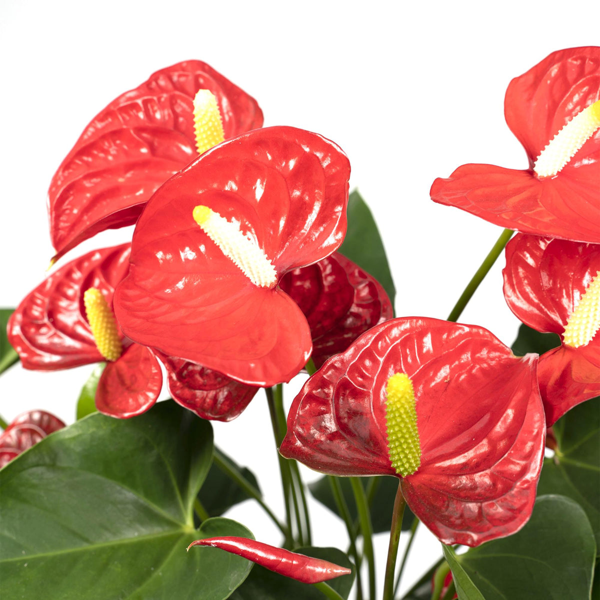 Detailfoto van Anthurium rood, kamerplant met glanzende bloemen, 55 cm hoog