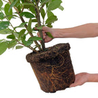 Laurierkers 'Rotundifolia', 15L, 20 stuks voor 10 m haag, groene bladeren
